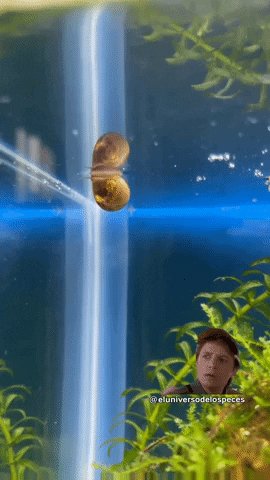 Apple Snail GIF by eluniversodelospeces