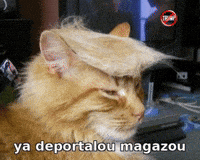 Aunno GIF