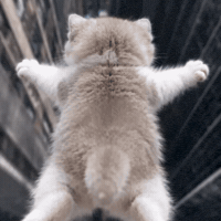 Dance Cat GIF