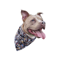 Demon Slayer Happy Dog Sticker by Geekster Pets