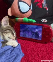 Cat Kitty GIF