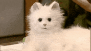 Cat Slow Zoom GIF