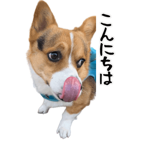 Corgi Milo Sticker