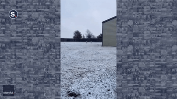 Texas Rescue Dogs Enjoy Their First Snow