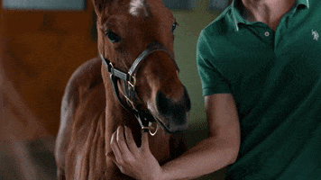 iamhorseracing horse horse racing equine horse race GIF