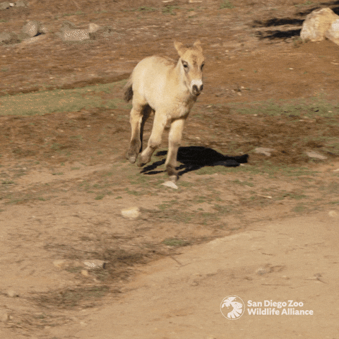 Excited Horse GIF by San Diego Zoo Wildlife Alliance