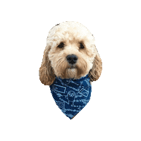 Cas Sticker by Geekster Pets