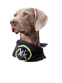 Dog No Sticker by Klickkomplizen