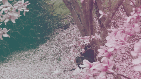 spring magnolias GIF by Duke University