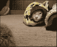 caterpillar GIF