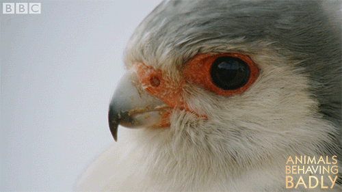 staring pygmy falcon GIF by BBC