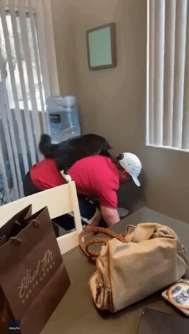 Cat Takes Job of 'Supervising' Owner's Daily Tasks Very Seriously