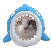 Cat Shark Sticker