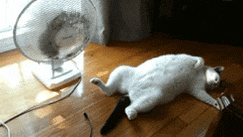 Video gif. A plump white cat lays splayed out on it's back as a floor fan oscillates beside it.
