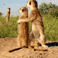 Pbs Nature Animales GIF by Nature on PBS
