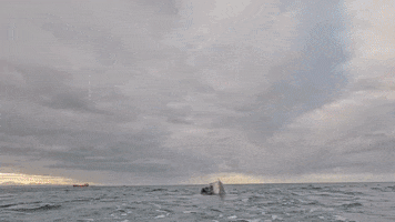 Olympics Discovery GIF by Shark Week