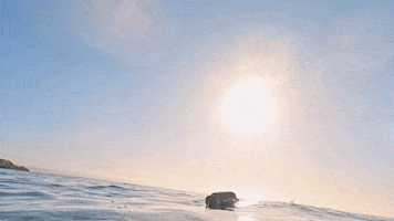 Sharks Jaws GIF by Shark Week