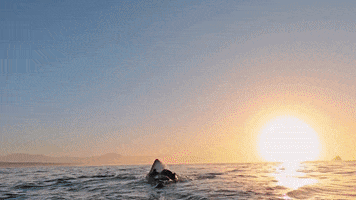 Sharks Jaws GIF by Shark Week