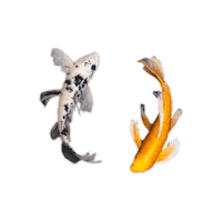 Relaxing Circle Of Life Sticker