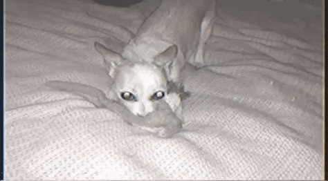singer songwriter dog GIF by Nilüfer Yanya