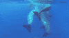 Whale Birth GIF