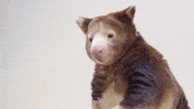 Excuse Me Yes GIF by Great Big Story