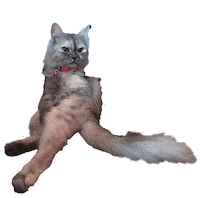 Meow Meow Cat Sticker