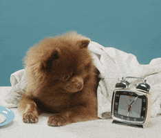 Good Morning Reaction GIF by Bertie The Pom