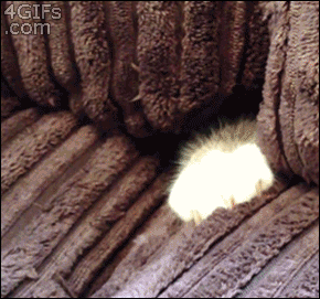 interested cat GIF