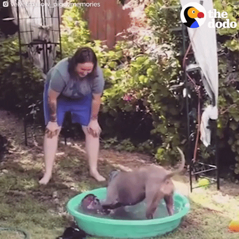 dog GIF by The Dodo