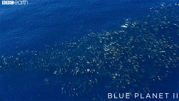 blue planet friends GIF by BBC Earth
