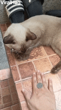 Cat Copies Coin Trick