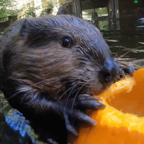 'Let the Gourd Times Roll': Oregon Zoo Animals Snack on Pumpkins