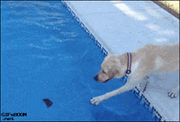 puppy fail GIF