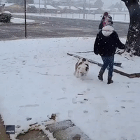 Excited Dog Enjoys Snowfall in Midland, Texas
