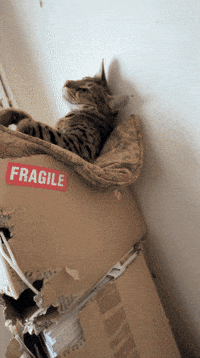 Cat Surprise GIF