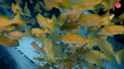 Shark Week Fish GIF by BuzzFeed