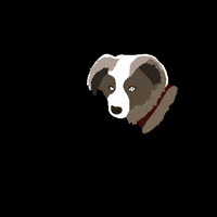 LittleCrappyPieces dog puppy little cutedog GIF
