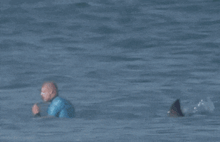 shark attack news GIF