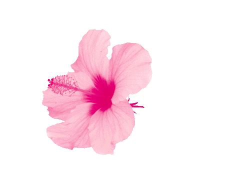 Pink Flower Sticker