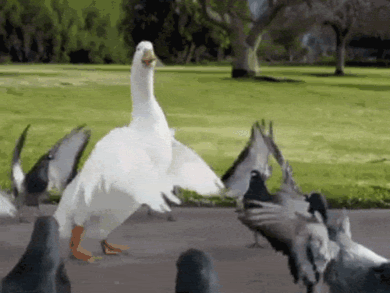 live through this GIF