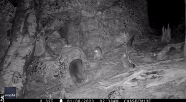 Trail Camera Captures Intriguing Encounter Between Raccoon and Bobcats