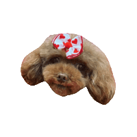hamandbone cute dog omg poodle Sticker