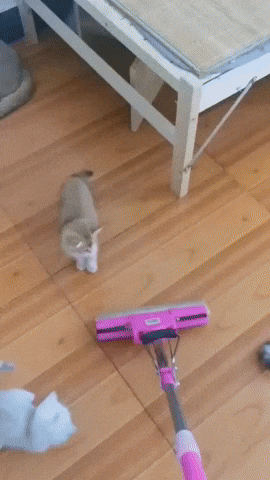 cuteanimalland giphyupload GIF