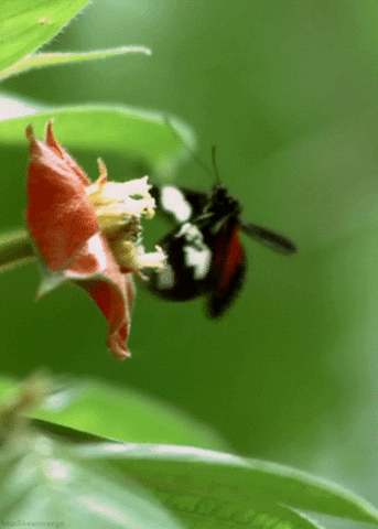 secrets of our living planet butterfly GIF by Head Like an Orange