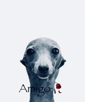 Dog Amigo GIF