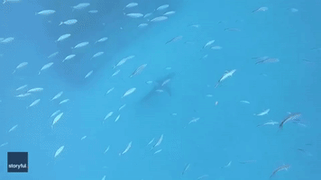  Snorkeler Swims Near Great White Shark