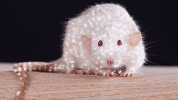 chuber rat white rat twinkle rat sparkle rat GIF
