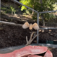 On My Way Hello GIF by San Diego Zoo