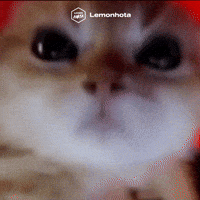 Rane Rage Cat GIF